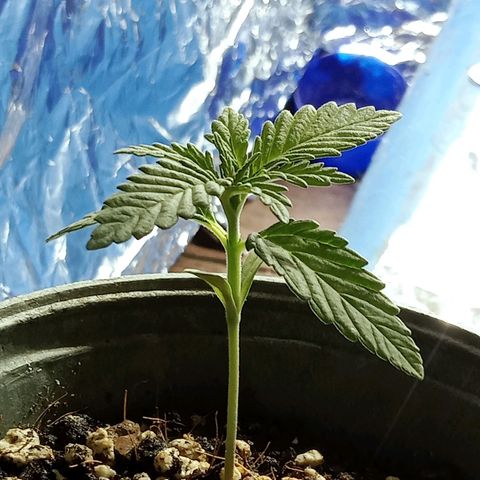 Northern Kush growlog timeline photo