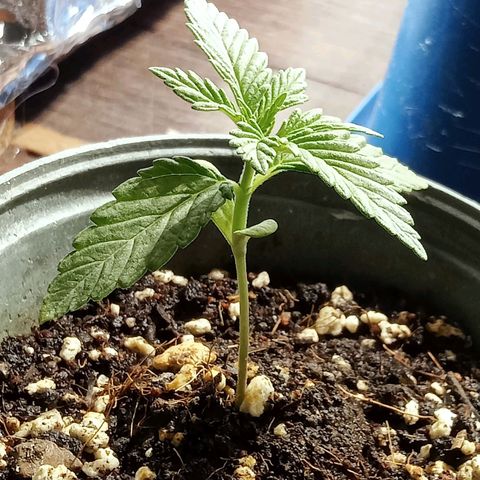 Northern Kush growlog timeline photo