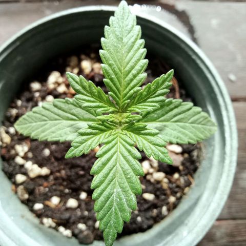 Northern Kush growlog timeline photo