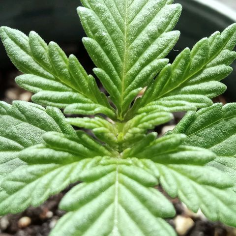 Northern Kush growlog timeline photo