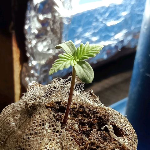 Critical Mango  growlog timeline photo