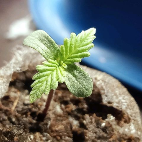 Critical Mango  growlog timeline photo