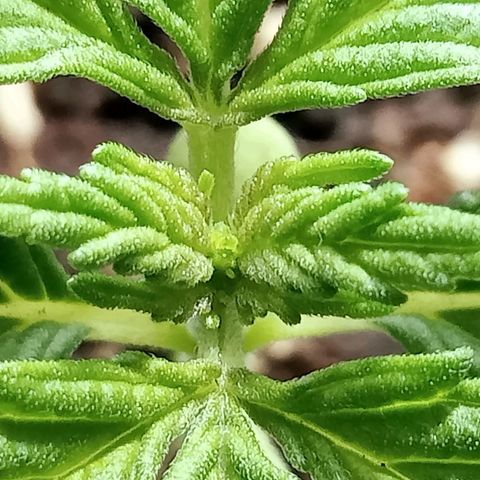 Northern Kush growlog timeline photo
