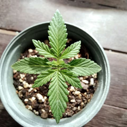 Northern Kush growlog timeline photo