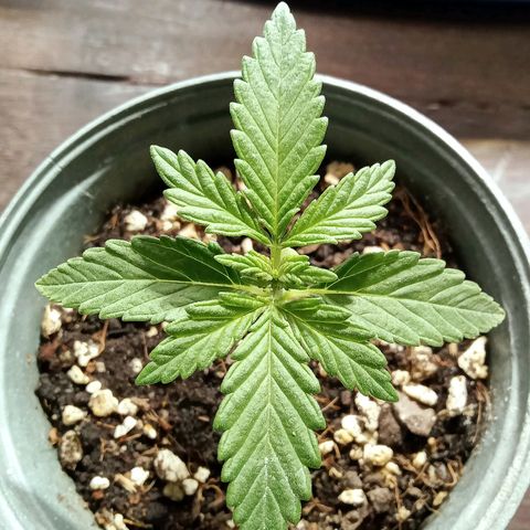 Northern Kush growlog timeline photo