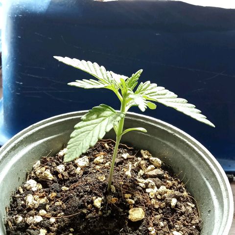 Northern Kush growlog timeline photo
