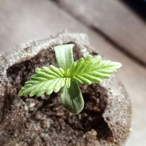 Critical Mango  growlog timeline photo