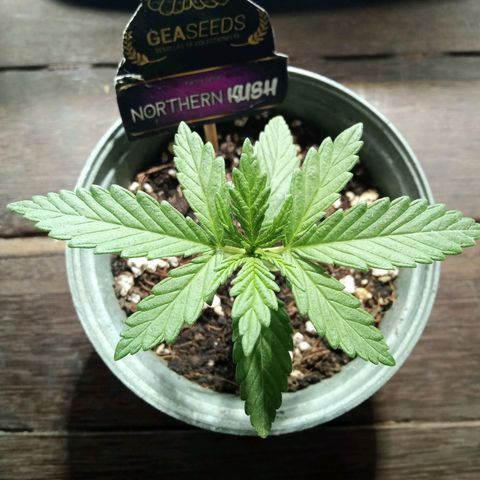Northern Kush growlog timeline photo