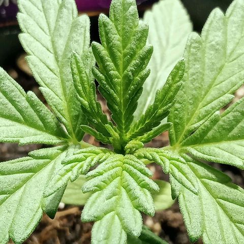 Northern Kush growlog timeline photo