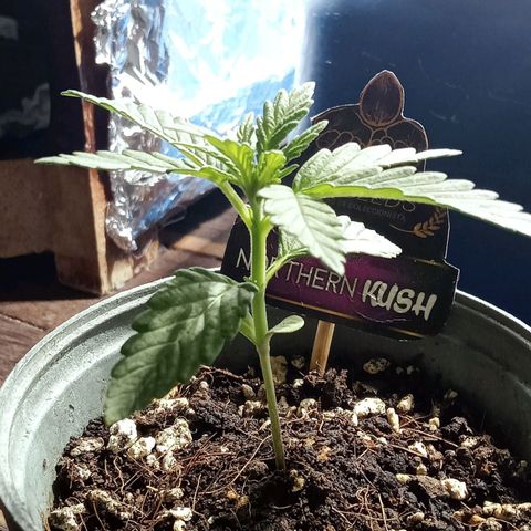 Northern Kush growlog timeline photo