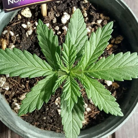 Northern Kush growlog timeline photo