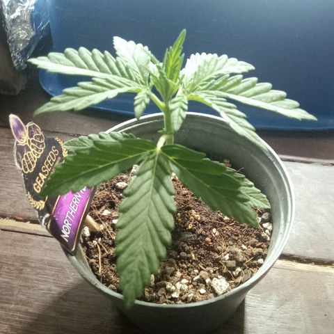 Northern Kush growlog timeline photo