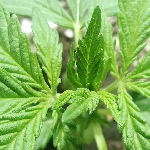 Northern Kush growlog timeline photo