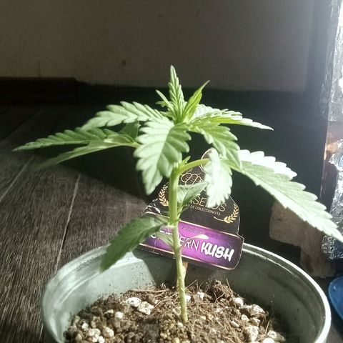 Northern Kush growlog timeline photo