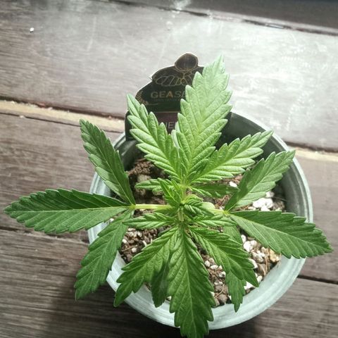 Northern Kush growlog timeline photo