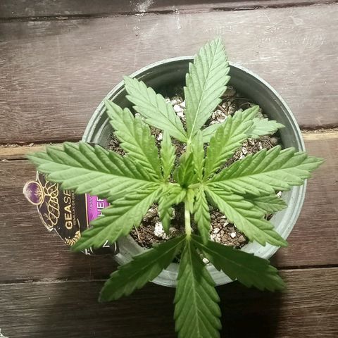 Northern Kush growlog timeline photo
