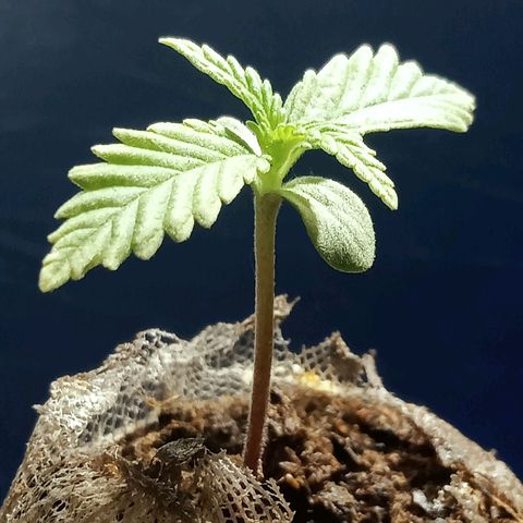 Critical Mango  growlog timeline photo
