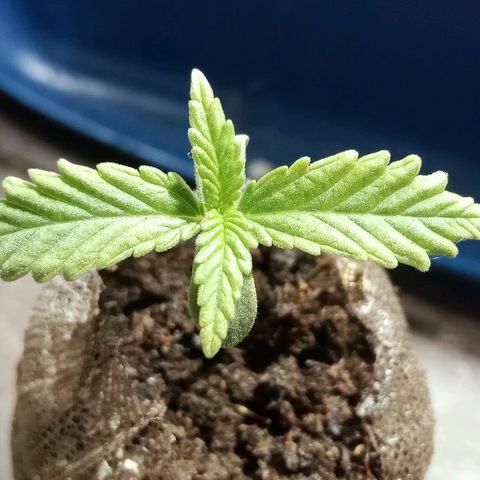 Critical Mango  growlog timeline photo