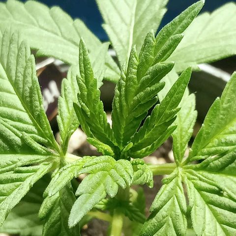 Northern Kush growlog timeline photo