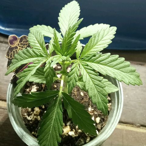 Northern Kush growlog timeline photo