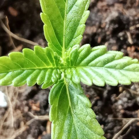 Critical Mango  growlog timeline photo