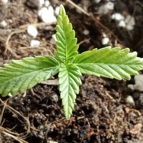Critical Mango  growlog timeline photo