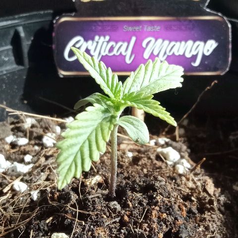 Critical Mango  growlog timeline photo