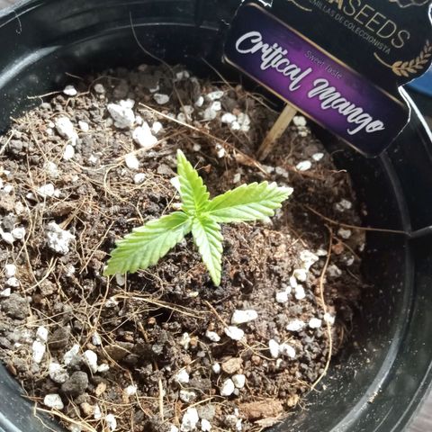 Critical Mango  growlog timeline photo