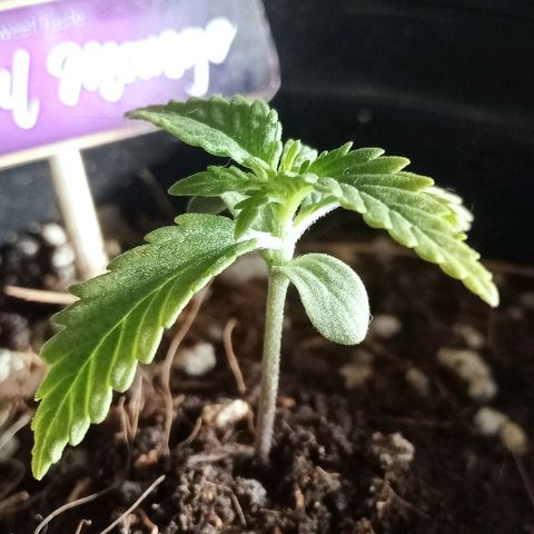Critical Mango  growlog timeline photo