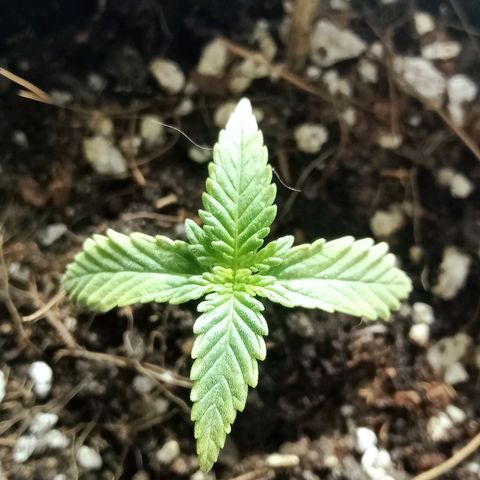Critical Mango  growlog timeline photo