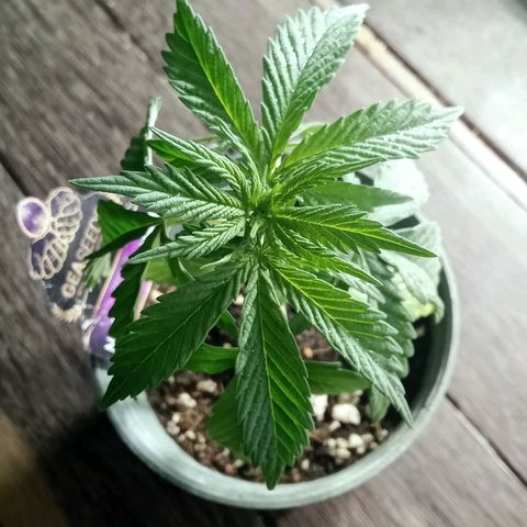 Northern Kush growlog timeline photo
