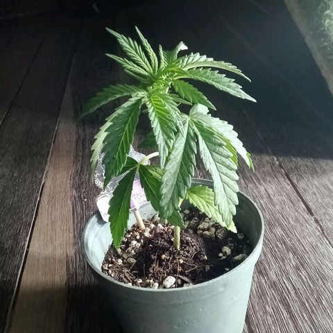 Northern Kush growlog timeline photo