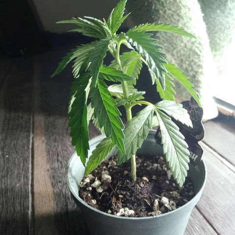 Northern Kush growlog timeline photo