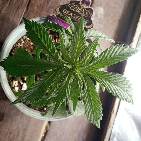 Northern Kush growlog timeline photo