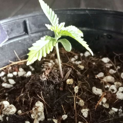 Critical Mango  growlog timeline photo