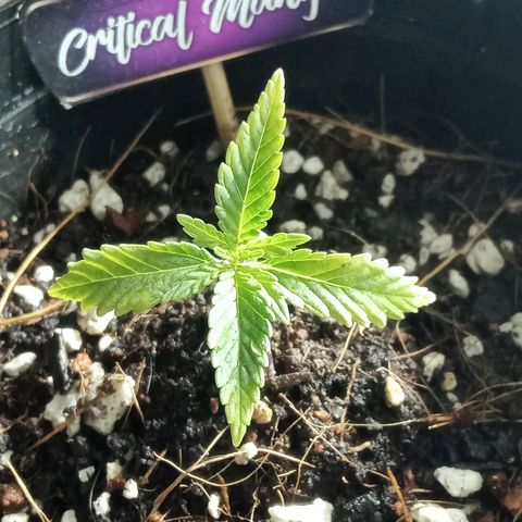 Critical Mango  growlog timeline photo