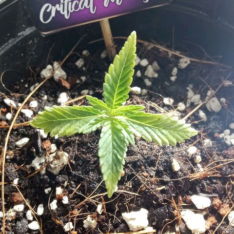 Critical Mango  growlog timeline photo