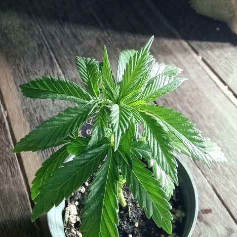 Northern Kush growlog timeline photo