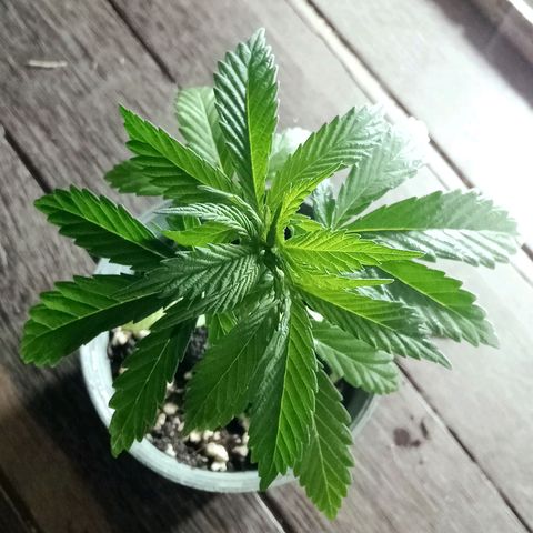 Northern Kush growlog timeline photo