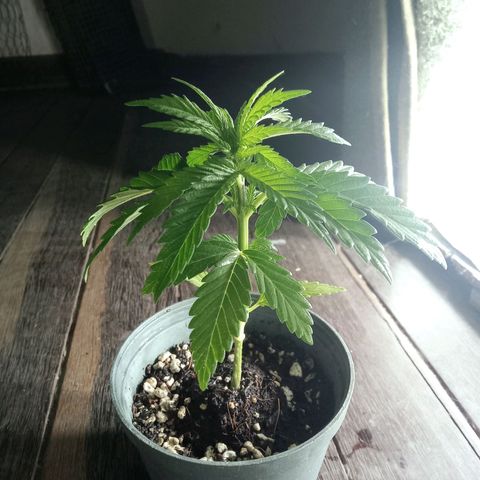 Northern Kush growlog timeline photo