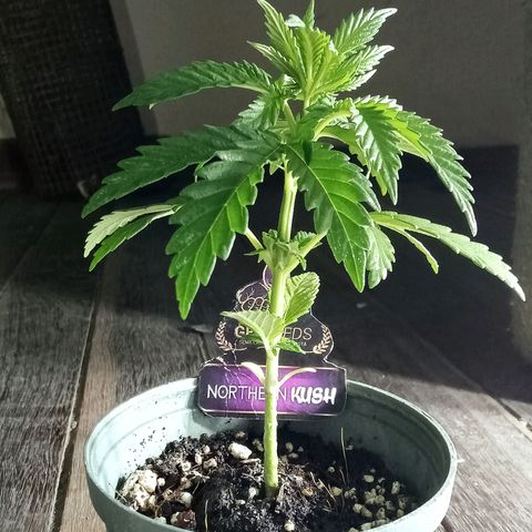 Northern Kush growlog timeline photo