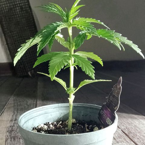 Northern Kush growlog timeline photo