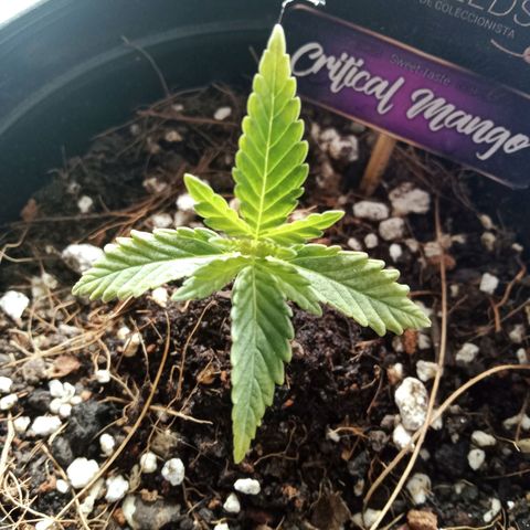 Critical Mango  growlog timeline photo