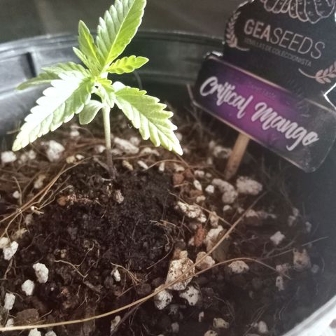 Critical Mango  growlog timeline photo