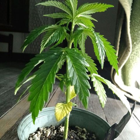 Northern Kush growlog timeline photo