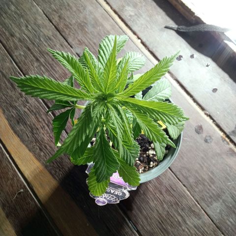 Northern Kush growlog timeline photo
