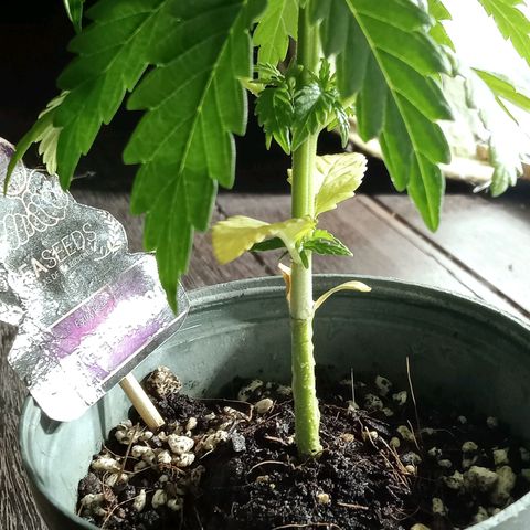 Northern Kush growlog timeline photo