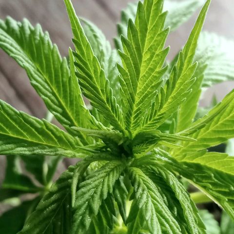 Northern Kush growlog timeline photo