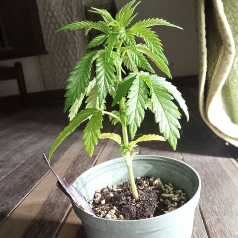 Northern Kush growlog timeline photo