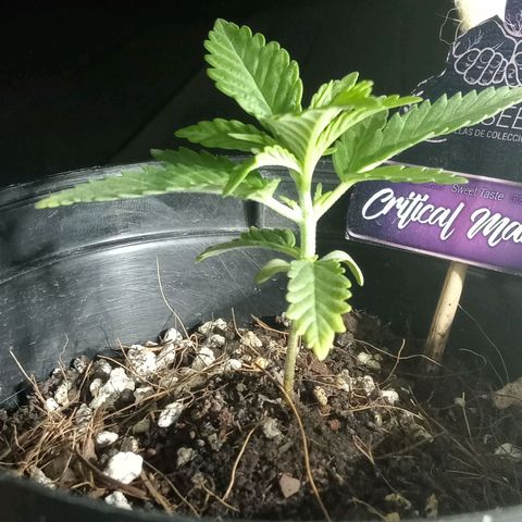 Critical Mango  growlog timeline photo